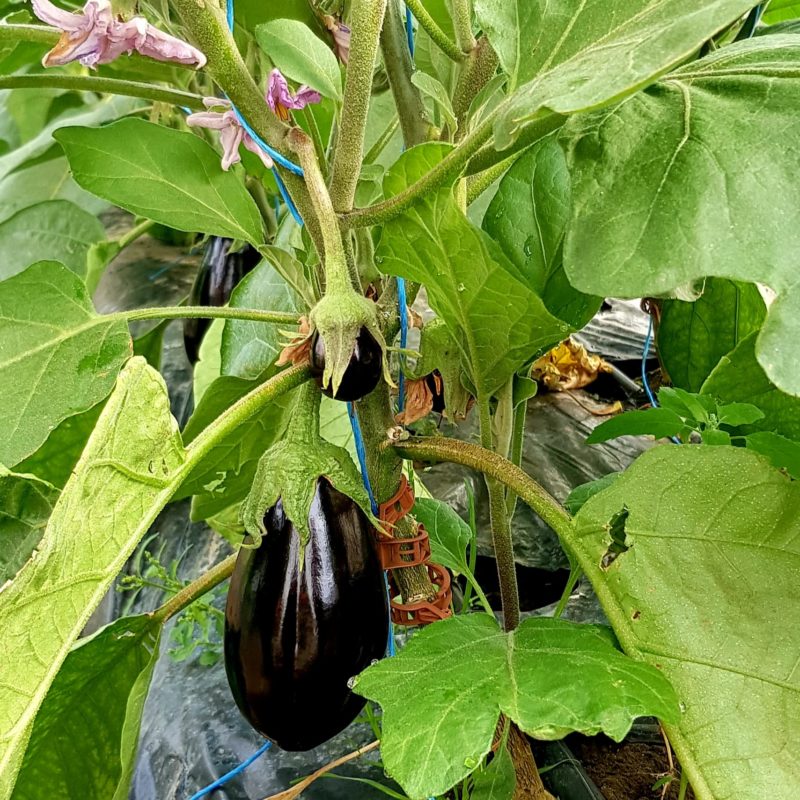 Aubergine (1kg) – Image 2